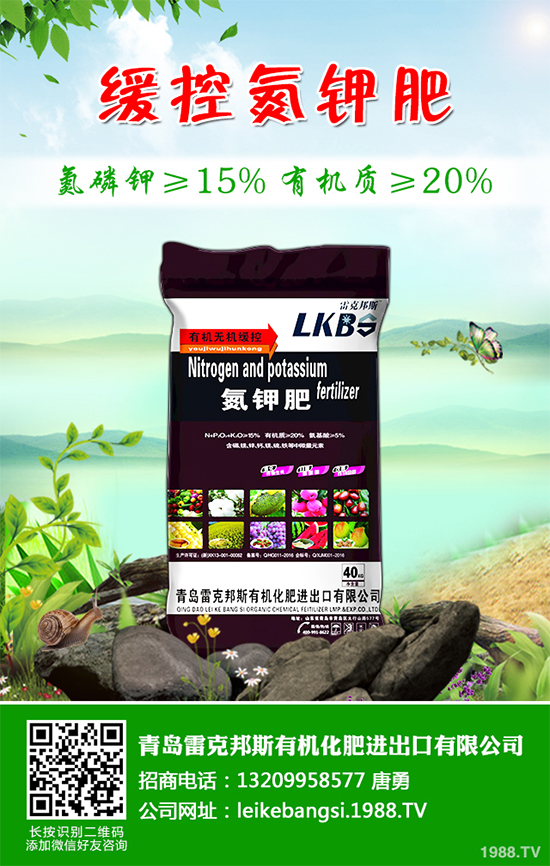 白皮松假活是咋回事？白皮松假活解決措施