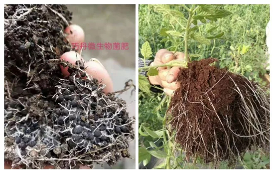 ��΢�������+�ЙC�ʡ�Ч��ţ����ʩһ���������ʡ���ָ߮a(ch��n)��