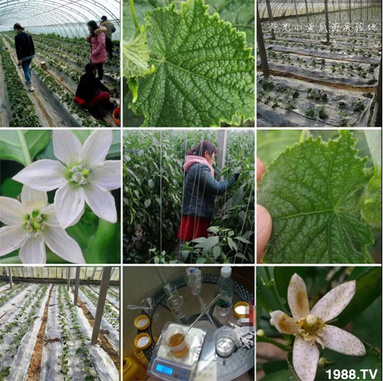     ���θ߿��԰׷�ʭ�������x����һ���Ɣ�