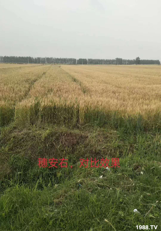 С����ù��Σ�����c(di��n)������С����ù����ʲôˎ��