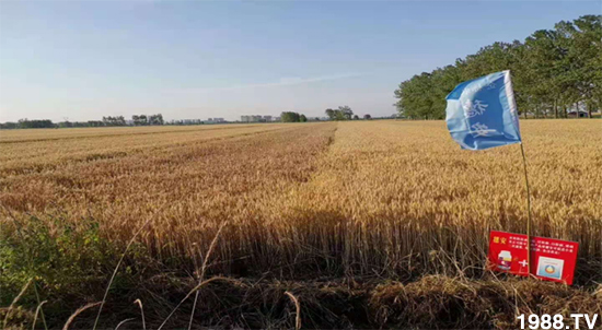 С����ù��Σ�����c(di��n)������С����ù����ʲôˎ��