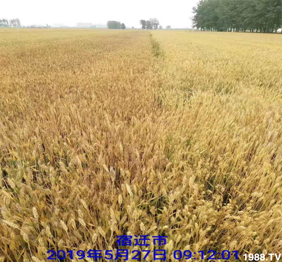 С����ù��Σ�����c(di��n)������С����ù����ʲôˎ��