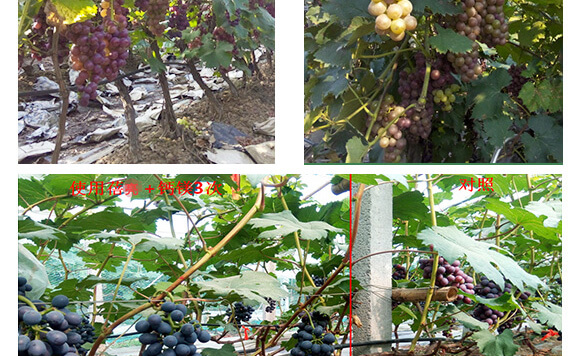 �����v�S�r(n��ng)�I(y��)�Ƽ����޹�˾_10