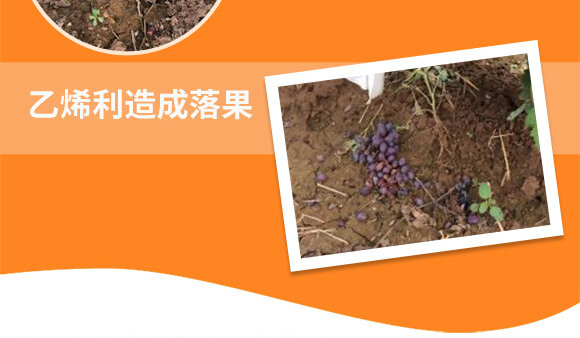 �����v�S�r(n��ng)�I(y��)�Ƽ����޹�˾_04