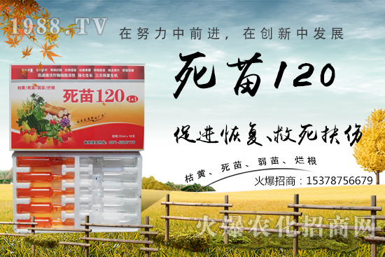  �߲˷Nֲ���L(zh��ng)���������������砀�����W(xu��)��(hu��)�@Щ�������߲����砀����������