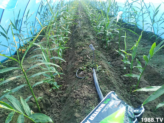     ���׌�Nֲ׃�ø��p�ɣ�һ���ײ���ȫ���䷽����˹�ش󽪠I�B(y��ng)�ײͷ�����