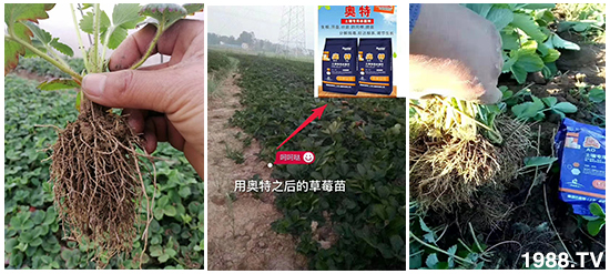     ���׌�Nֲ׃�ø��p����һ���ײ���ȫ���䷽����˹�ش󽪠I�B(y��ng)�ײͷ�����