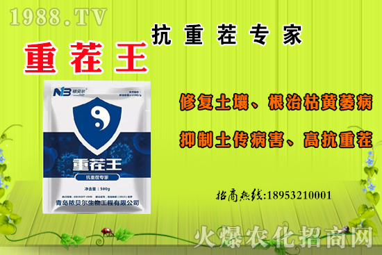 ɽ��ʲô����(ji��)������ɽ�����Ҫ�a(ch��n)������������ôʳ����