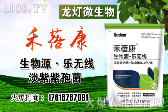 西紅柿授粉方法是？西紅柿露天和大棚種植有何不同？