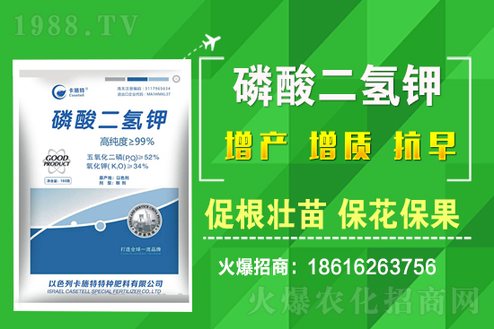 ���˷Nֲ��Ҫע����Щ���}�����˷Nֲԓ��ôʩ�ʣ�