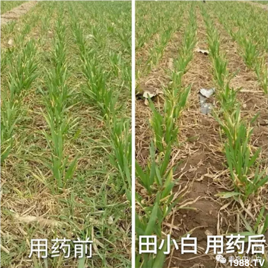 ��(ji��)��(ji��)��Σ����(y��n)����ô������ʲôˎ��Ч���ã�