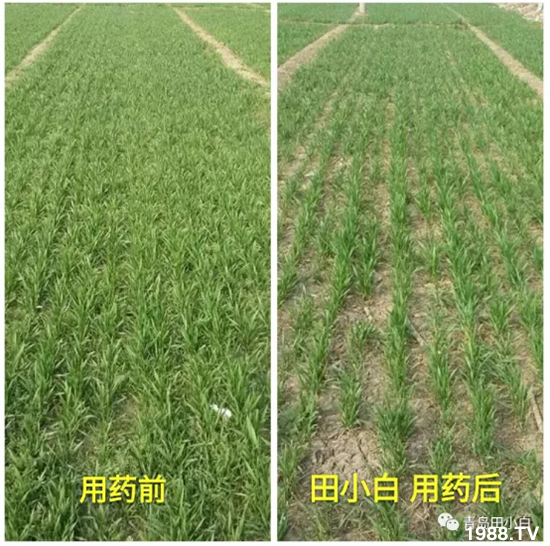 ��(ji��)��(ji��)��Σ����(y��n)����ô������ʲôˎ��Ч������