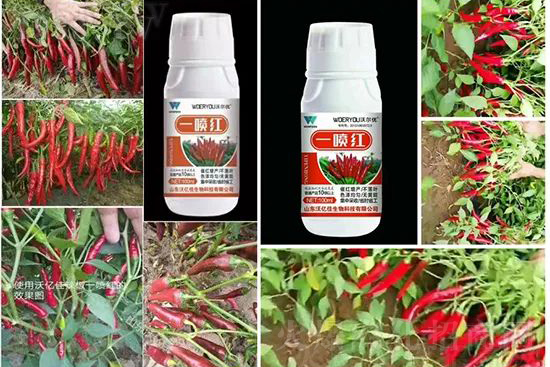 ���t�����95%���߼t�����~�����뷭�׷�����������һ���t��