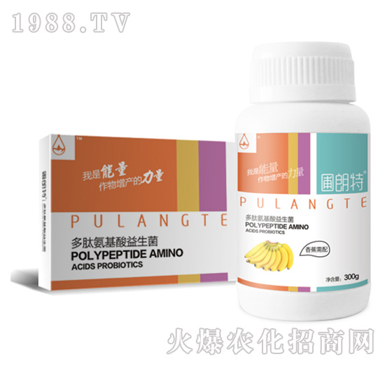 �㽶����-���İ�����������-������