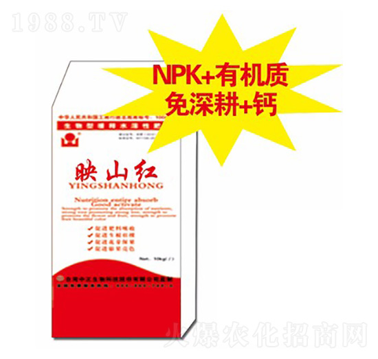 ӳɽ�t-���A��