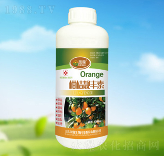 �̽��n�S��-��������