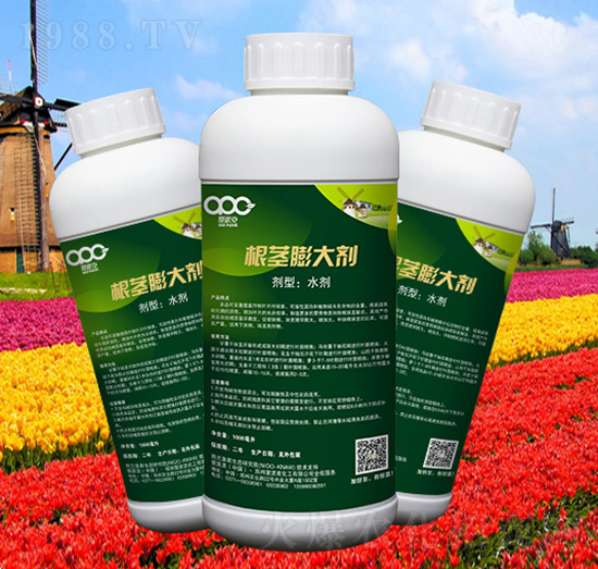 ���o���-���ɿ�