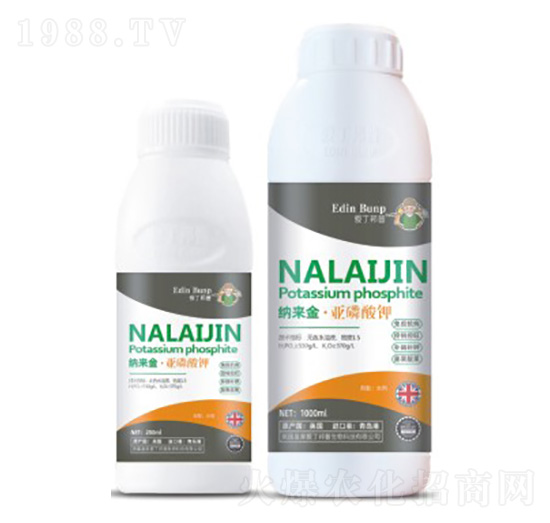 �������-�۶�����