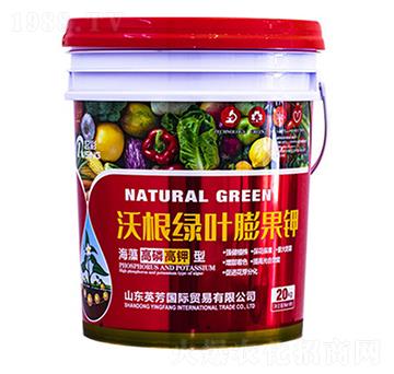 �ָ��G�~����-���-Ӣ��