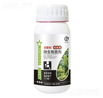 ƿ�b�y�ݲ�����΢�������-ʥ���r-��ʥ�r�I(y��)