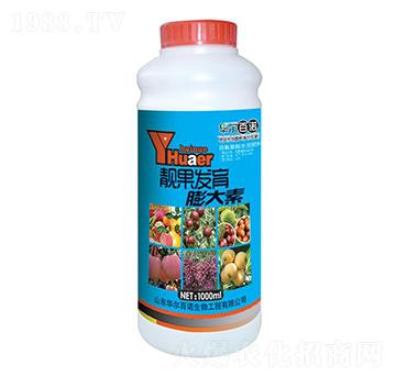 �n���l(f��)�������-�A�����Z