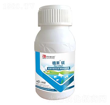 ֲ���V-�̩